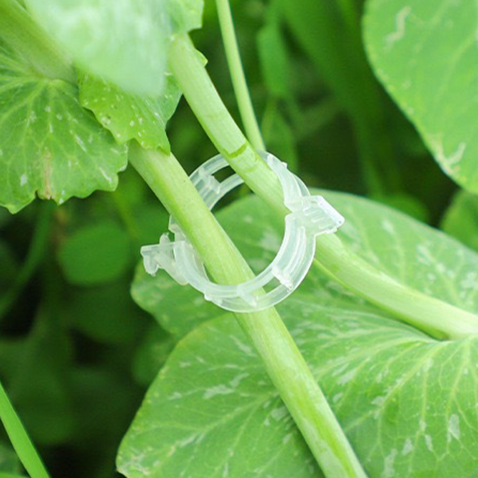 安全なプラスチック製の植物クリップ、庭用クリップの固定に、再 - Vine Climbing Plastic のレビューと価格